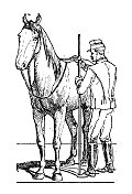 古董插图:测量马