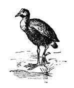 古色古香的插图:斑纹，沼泽或沼泽母鸡