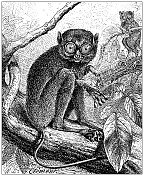 古董插图:眼镜猴
