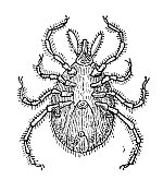 古董插图:蜱虫