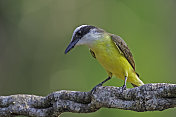 大燕雀(Pitangus suluratus)是一种雀形目鸟类。巴西潘塔纳尔湿地之类。