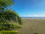 哥斯达黎加卡惠塔海滩上的棕榈树