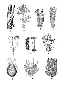 古董插图:藤蔓疾病和寄生虫