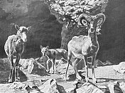 在动物园- Mouflon家庭