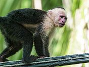 哥斯达黎加曼纽尔・安东尼奥国家公园的白脸卷尾猴
