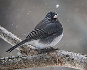 暴风雪中的黑眼Junco