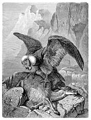 1880年，安第斯山脉的秃鹰吃瓜纳科动物