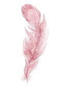 水彩粉红色羽毛