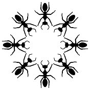 黑蚂蚁圈