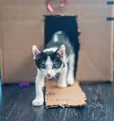 可爱的小猫在家里玩一个纸箱玩具