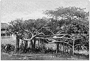印度古色古香的旅行照片:榕树