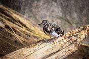 有领turnstone， (Arenaria解释)，红色turnstone在冬天的羽毛。