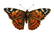 凡妮莎・卡杜伊，彩色蝴蝶女士，野生动物艺术