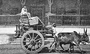 孟买，孟买，满载棉花的牛车