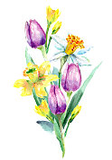 水仙花和郁金香的花束向量