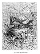 1898年鸟类求偶版画