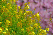 油菜花/油菜花与樱花背景