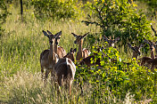 野生保护区的一群黑斑羚