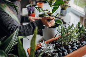 人在家里种植室内植物的特写