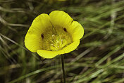 Calochortus luteus，或黄色马里泊萨百合，是加州特有的马里泊萨百合。加州约塞米蒂国家公园。百合科。