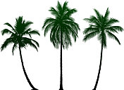 高度精细的棕榈树