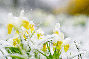 在春天的暴风雪中，水仙花被雪覆盖