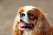 一个快乐的狗的肖像。动物摄影。查理士王小猎犬。
