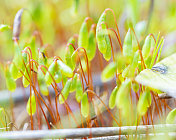 莫斯Sporophytes