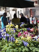 米兰运河上的花卉市场