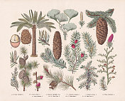 裸子植物(裸子植物)，手工彩色木版画，出版于1887年
