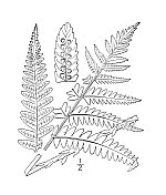古植物学植物插图:Dryopteris Goldieana, Goldie的蕨类植物