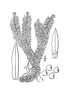 古植物学植物插图:石松，闪光俱乐部苔藓