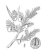 古植物学植物插图:杜松、低杜松