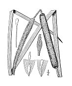 古植物学植物插图:香蒲、窄叶香蒲