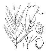 古董植物学植物插图:Potamogeton robbisi，罗宾斯的Pondweed