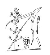 古植物学植物插图:慈姑，长叶箭头