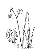 古植物学植物插图:矢车菊，细长箭头