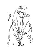 古植物学植物插图:禾草慈姑、草叶慈姑
