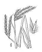 古植物学植物插图:Andropogon Hallii, Hall's beard grass