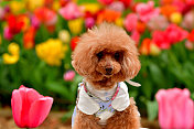 狗狗在公园欣赏盛开的郁金香