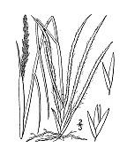 古植物学植物插图:毛灯心草、毛灯心草