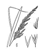 古植物学植物插图:菖蒲、芦苇