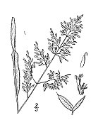 古植物学植物插图:Holcus Lanatus, Velvet-grass, Meadow软草
