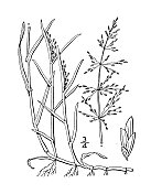 古植物学植物插图:水草、水轮草
