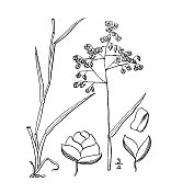 古植物学植物插图:小布里萨，小颤草