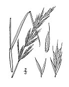 古董植物学植物插图:直立雀麦，直立雀麦草