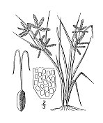 古植物学植物插图:香附、亮香附