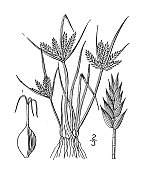 古植物学植物插图:香附、平香附