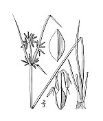 古植物学植物插图:香附、褐香附