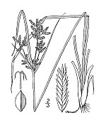 古植物学植物插图:齿香附、齿香附